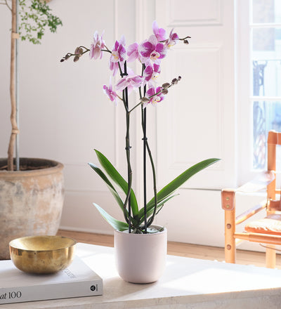 Purple Orchid & Pot