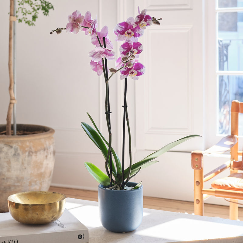 Purple Orchid & Pot