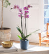 Purple Orchid & Pot