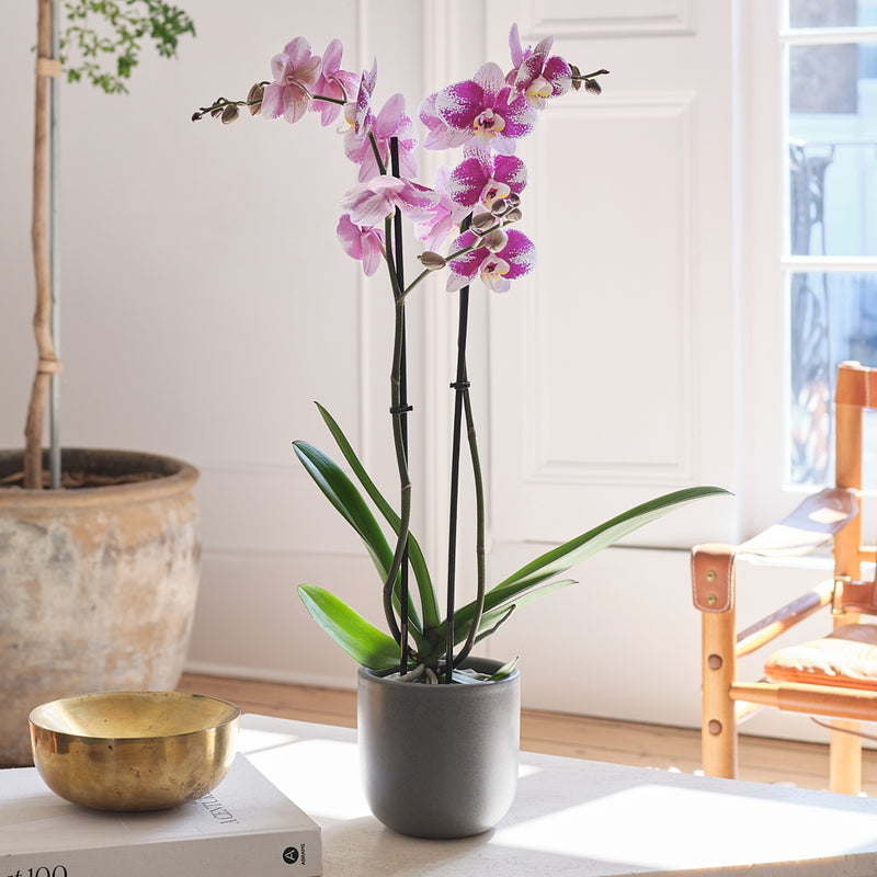 Purple Orchid & Pot