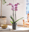 Purple Orchid & Pot