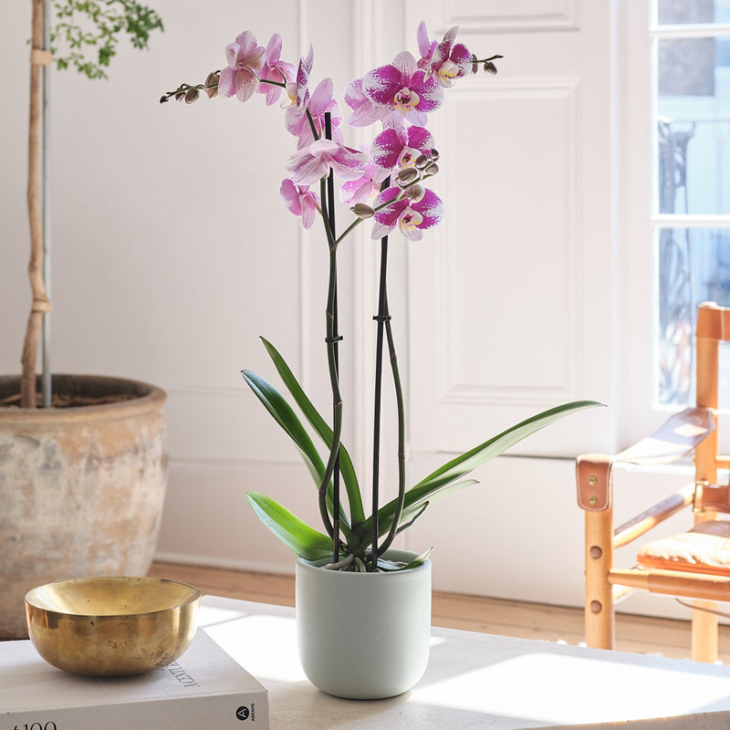 Purple Orchid & Pot