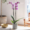 Purple Orchid & Pot