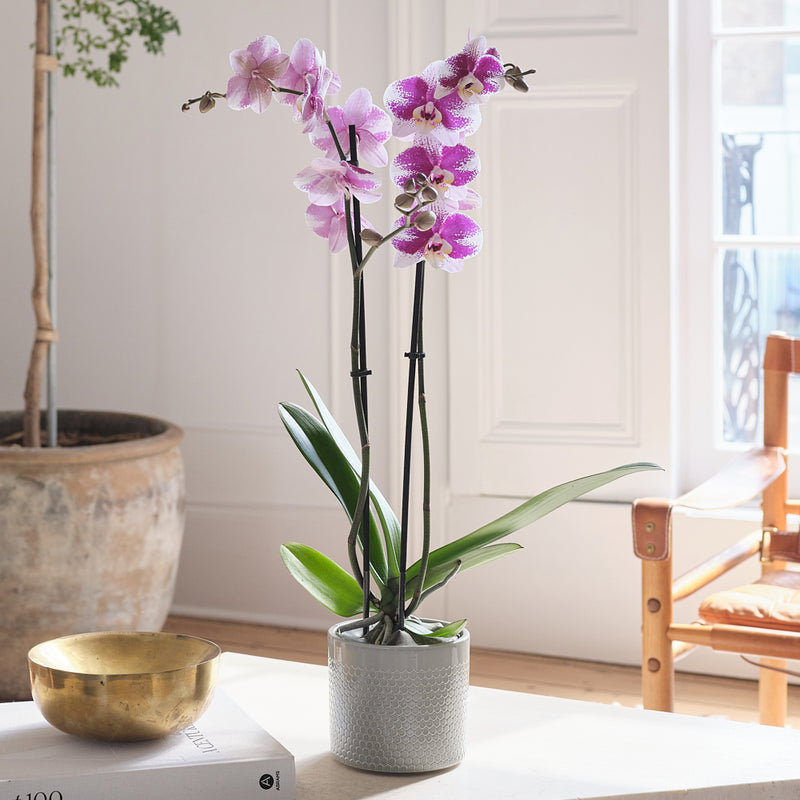 Purple Orchid & Pot