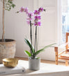 Purple Orchid & Pot