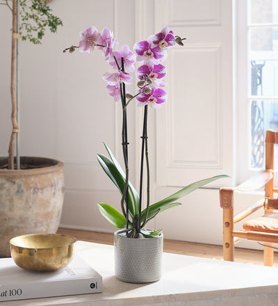 Purple Orchid & Pot