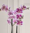 Purple Orchid & Pot