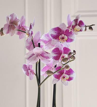 Purple Orchid & Pot