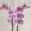 Purple Orchid & Pot