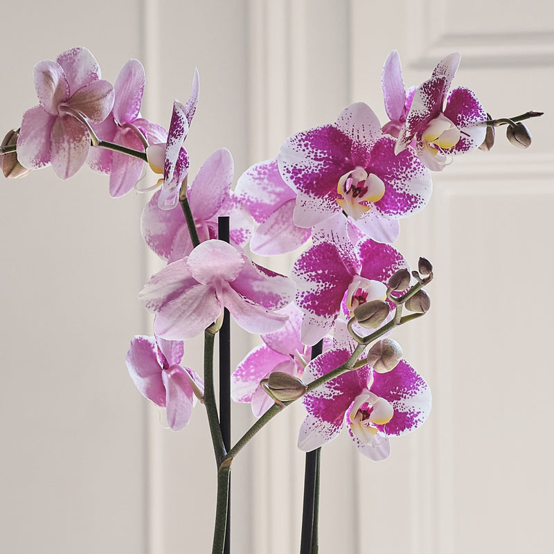 Purple Orchid & Pot