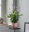 Lilac Peace Lily & Pot