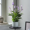 Lilac Peace Lily & Pot
