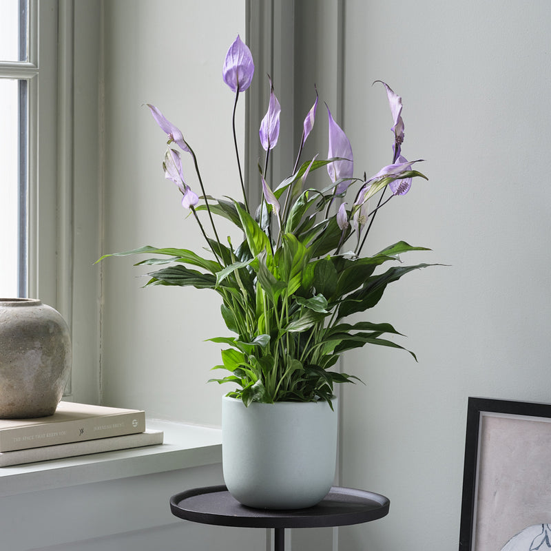 Lilac Peace Lily & Pot