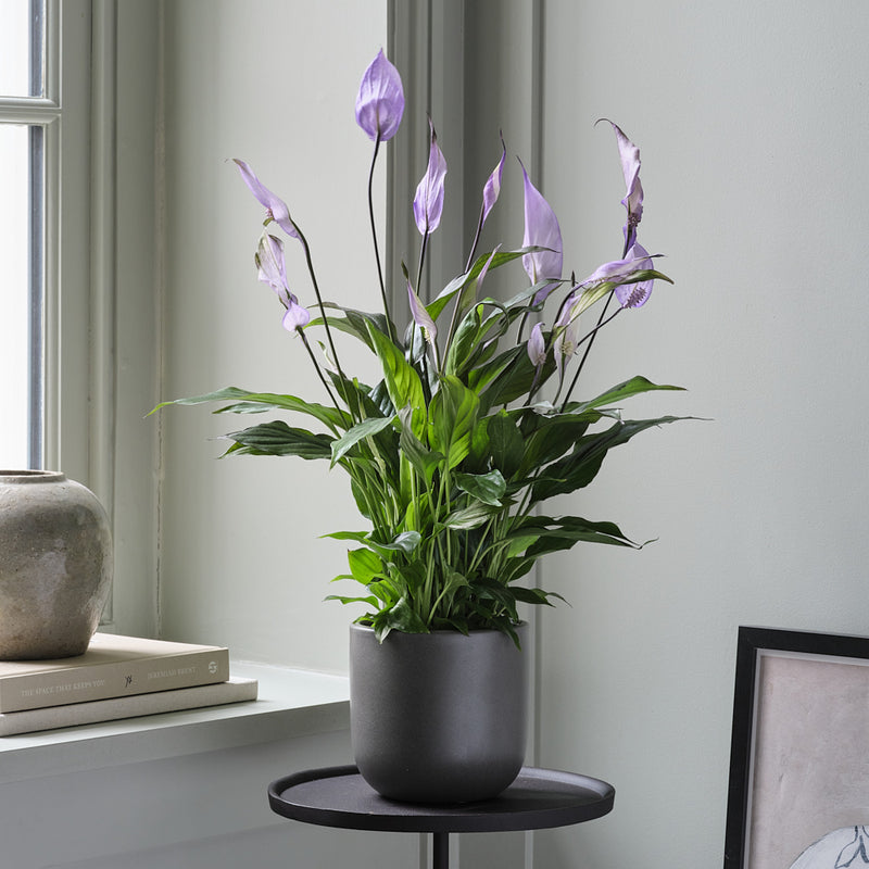Lilac Peace Lily & Pot