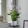 Lilac Peace Lily & Pot