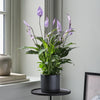Lilac Peace Lily & Pot