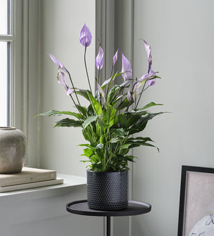 Lilac Peace Lily & Pot