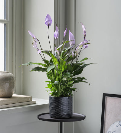 Lilac Peace Lily & Pot