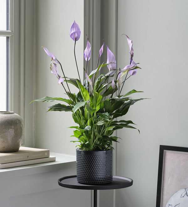 Lilac Peace Lily & Pot