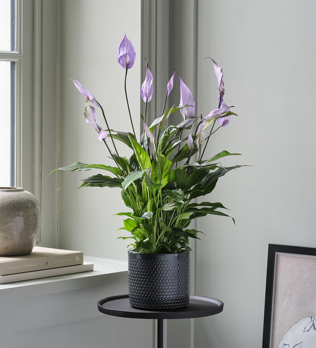 Lilac Peace Lily & Pot