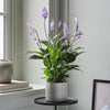 Lilac Peace Lily & Pot