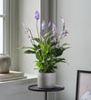 Lilac Peace Lily & Pot