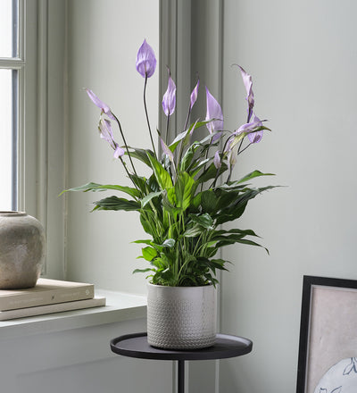 Lilac Peace Lily & Pot