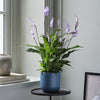 Lilac Peace Lily & Pot