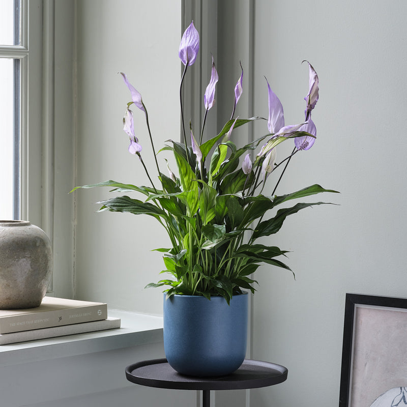 Lilac Peace Lily & Pot