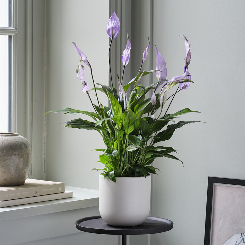 Lilac Peace Lily & Pot