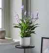 Lilac Peace Lily & Pot
