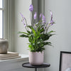 Lilac Peace Lily & Pot