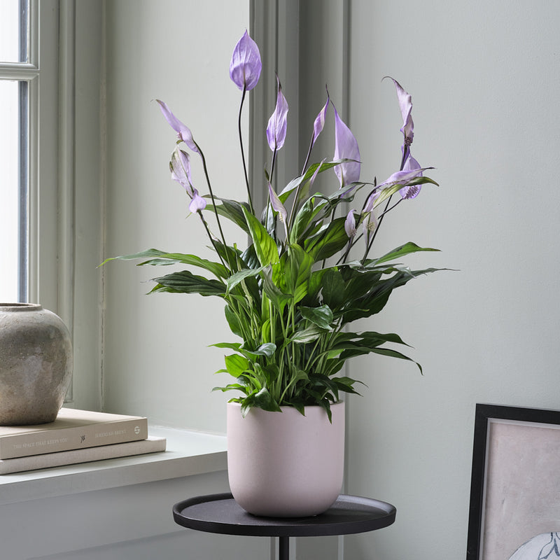 Lilac Peace Lily & Pot