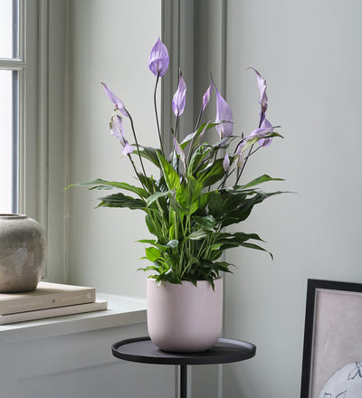 Lilac Peace Lily & Pot