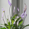 Lilac Peace Lily & Pot