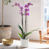 Purple Orchid & Pot