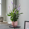Lilac Peace Lily & Pot