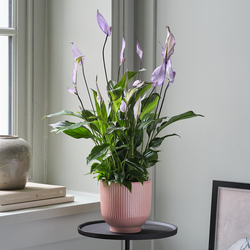 Lilac Peace Lily & Pot