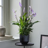 Lilac Peace Lily & Pot