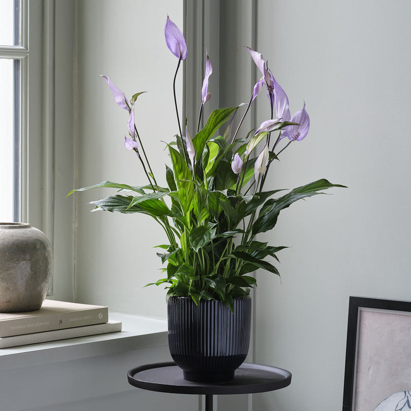 Lilac Peace Lily & Pot