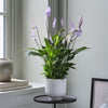 Lilac Peace Lily & Pot
