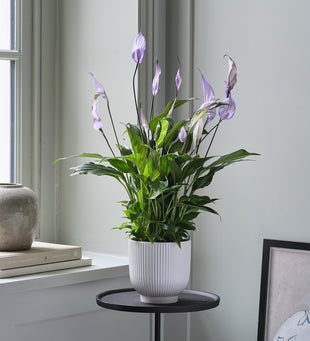 Lilac Peace Lily & Pot