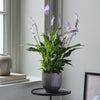 Lilac Peace Lily & Pot