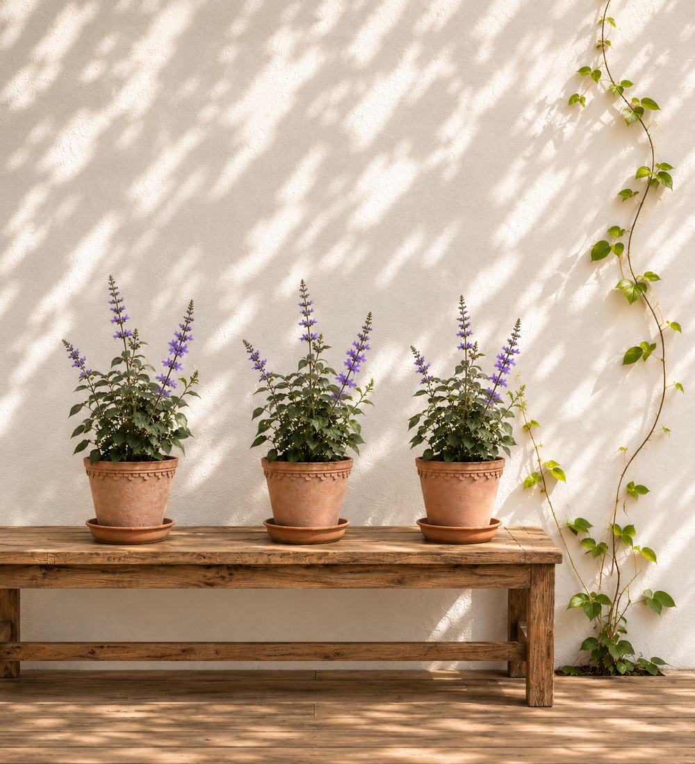 Purple Salvia Trio