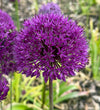 Allium Purple Sensation Bulbs