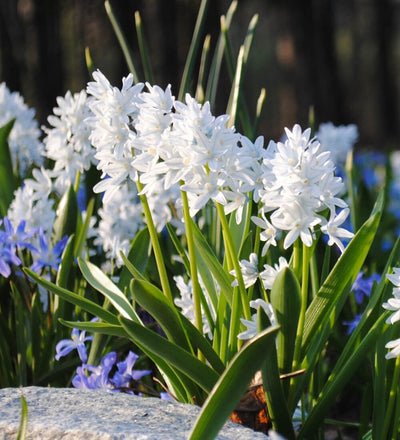 Striped Squill Bulbs