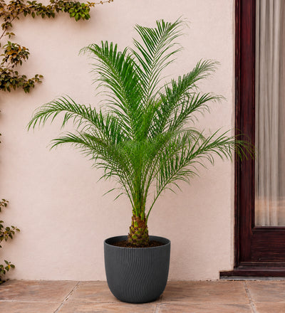 Date Palm