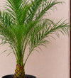 Date Palm