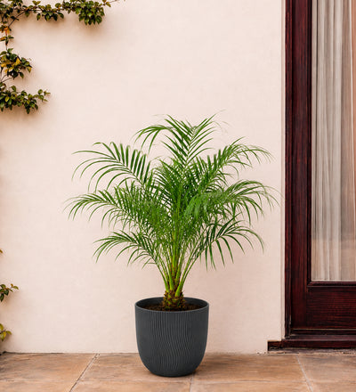 Date Palm
