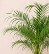 Date Palm